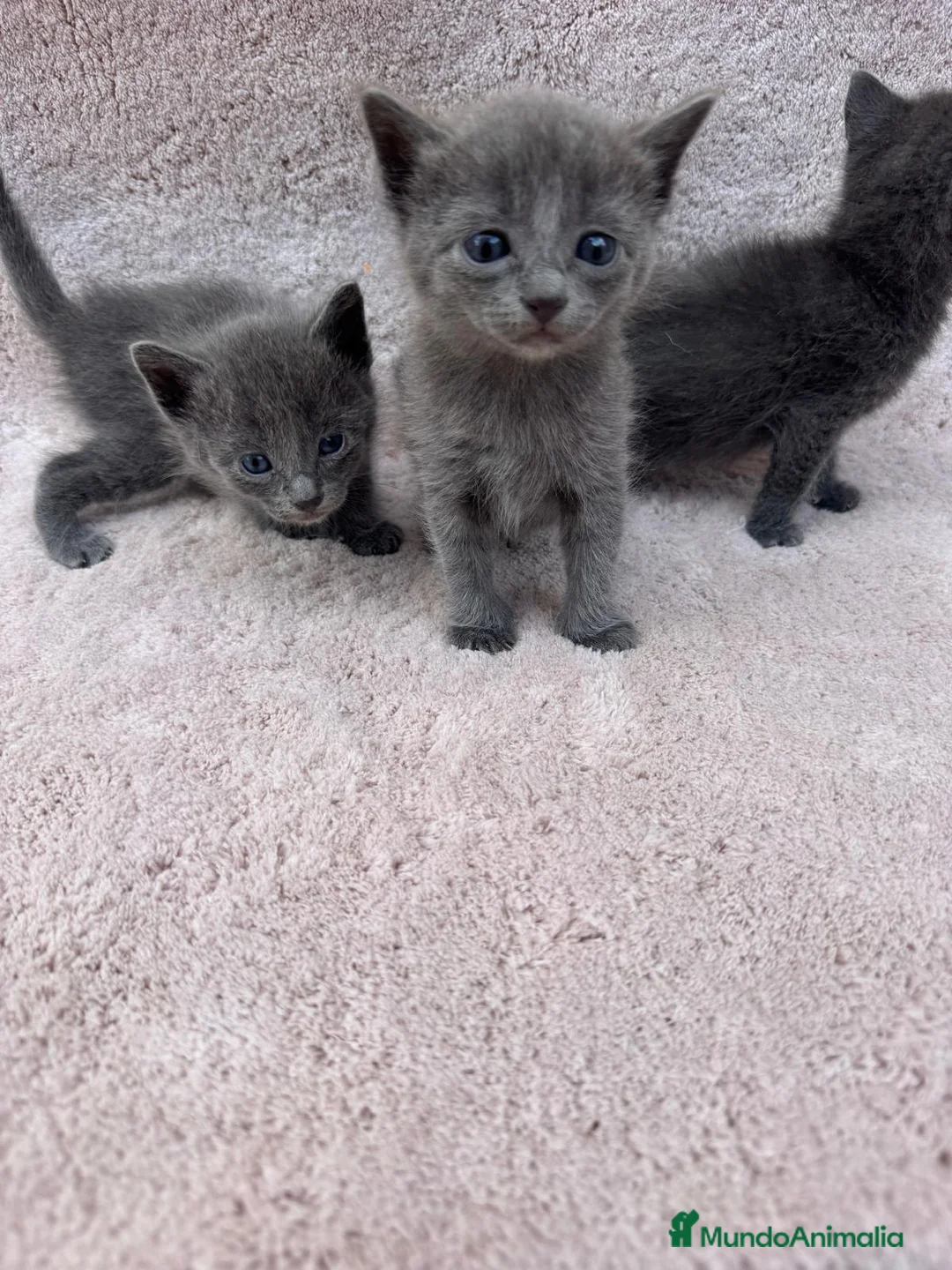 Azul Ruso gatos en venta: Preciosa camada de azul ruso - Anuncio 6