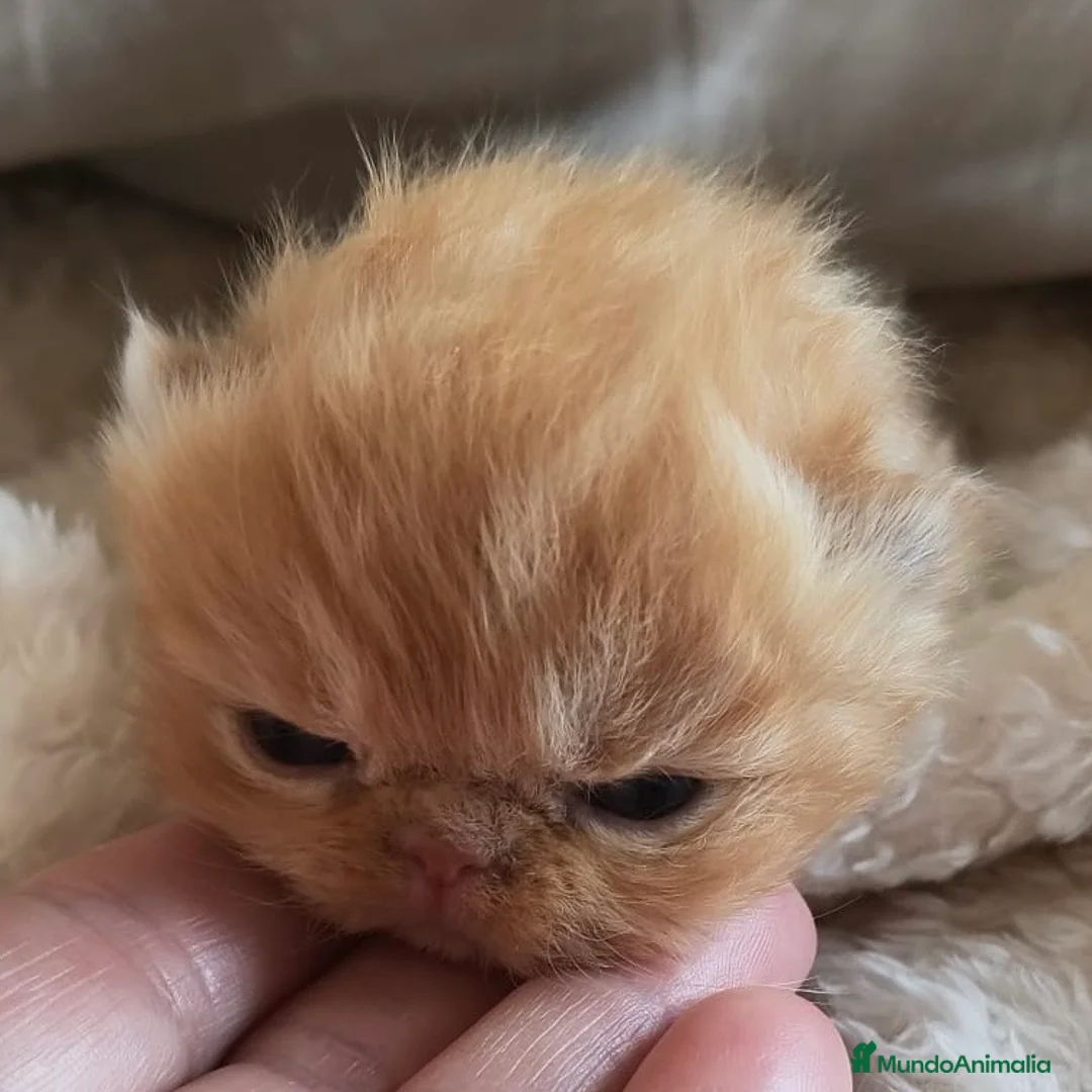 Persa gatos en venta: Persa Doll Face  - Anuncio 4