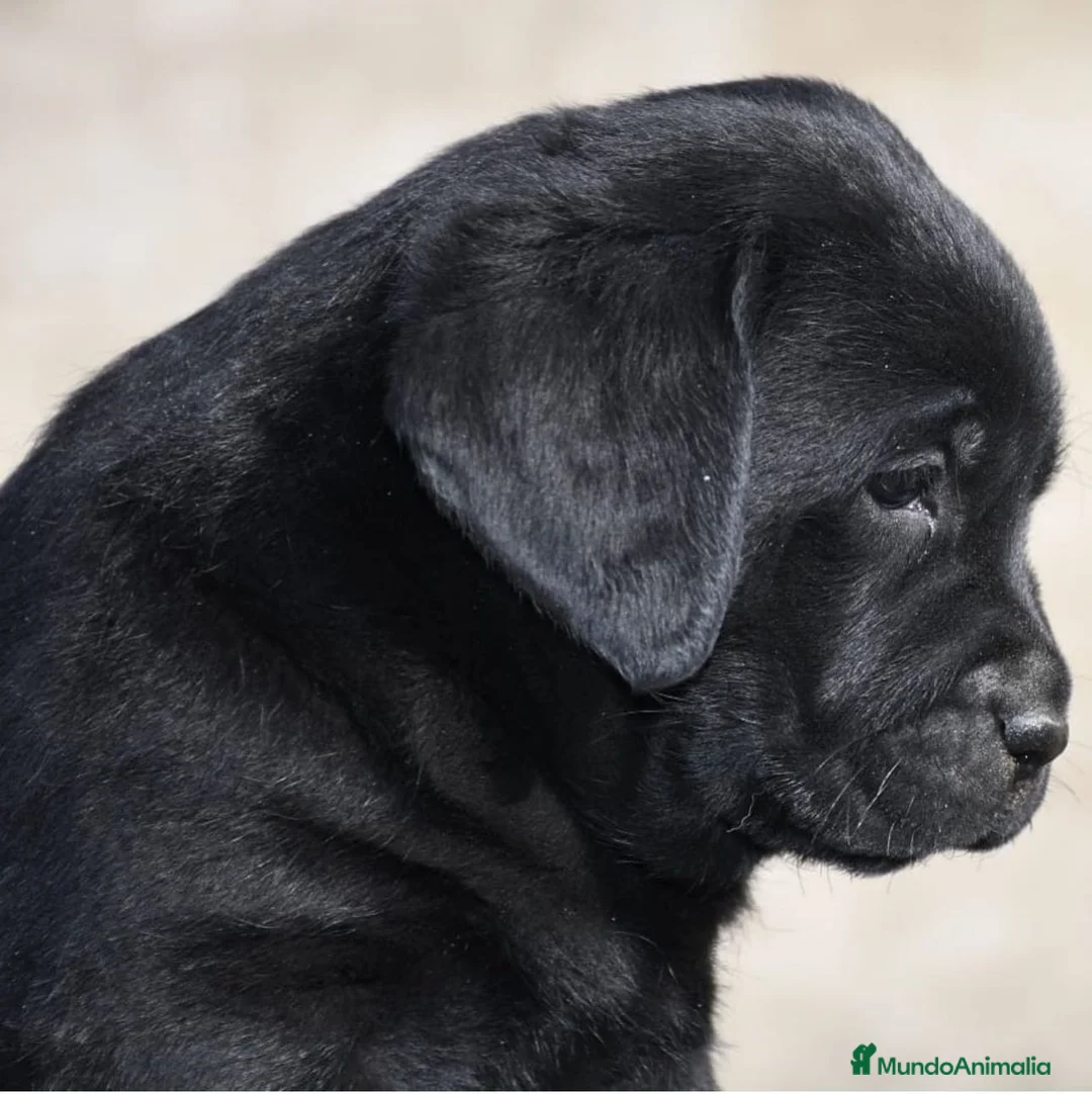 Labrador Retriever perros en venta: Impresionantes cachorros de labrador  - Anuncio 2