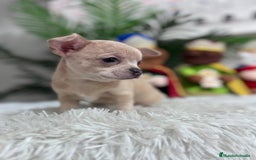 Chihuahua perros en venta: CHIHUAHUA HEMBRA - Anuncio 10