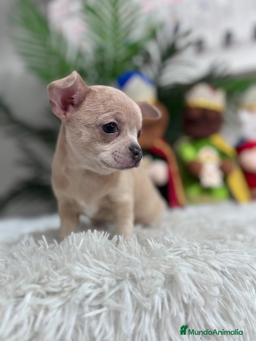 Chihuahua perros en venta: CHIHUAHUA HEMBRA - Anuncio 10