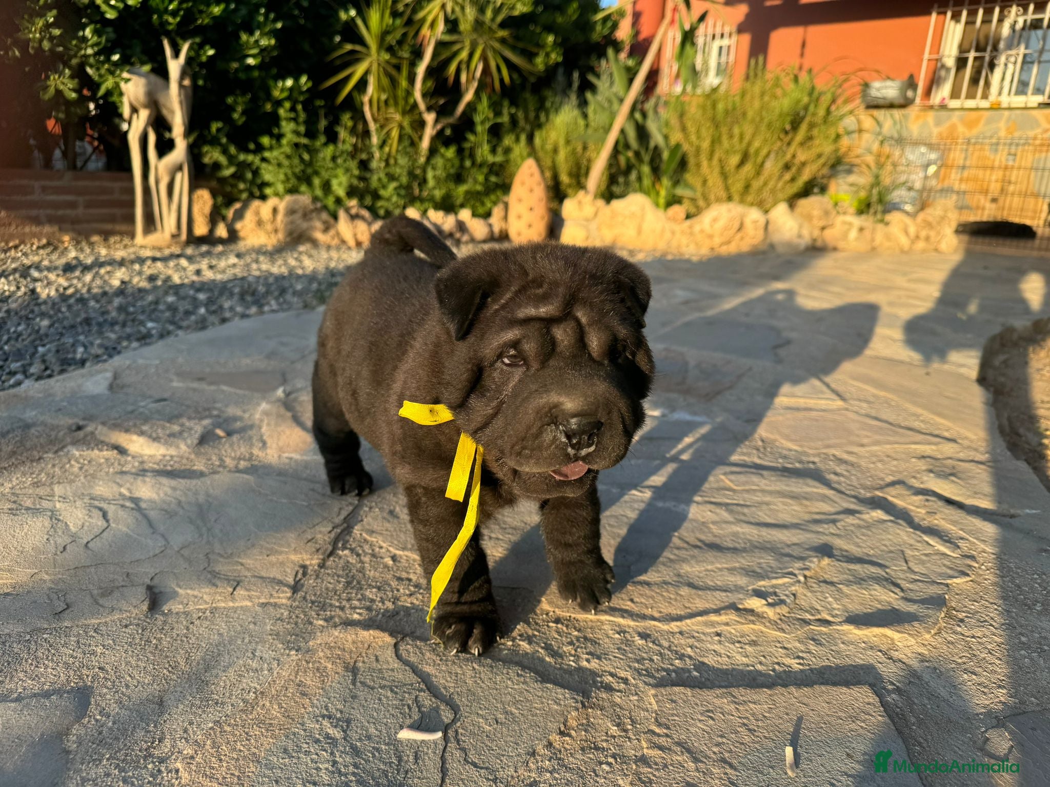 Shar Pei perros PRECIOSO SHAR PEI NEGRO Y LEONADO - Anuncio 3