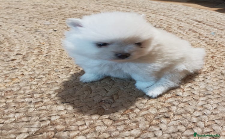 Pomerania perros - Anuncio 1