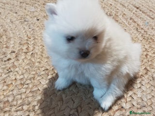 Pomerania perros - Anuncio 1