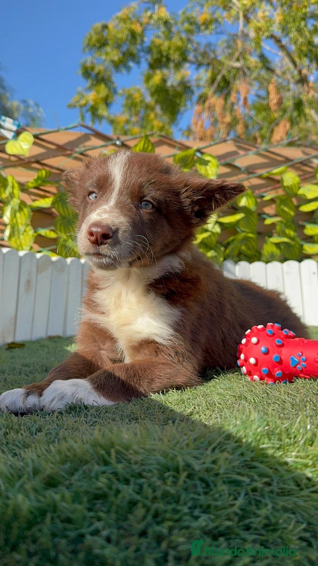 Border Collie perros en venta: BORDER COLLIE - Anuncio 11