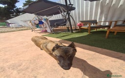 Pastor Belga Malinois perros en venta: Pastor belga malinois  - Imagen 5