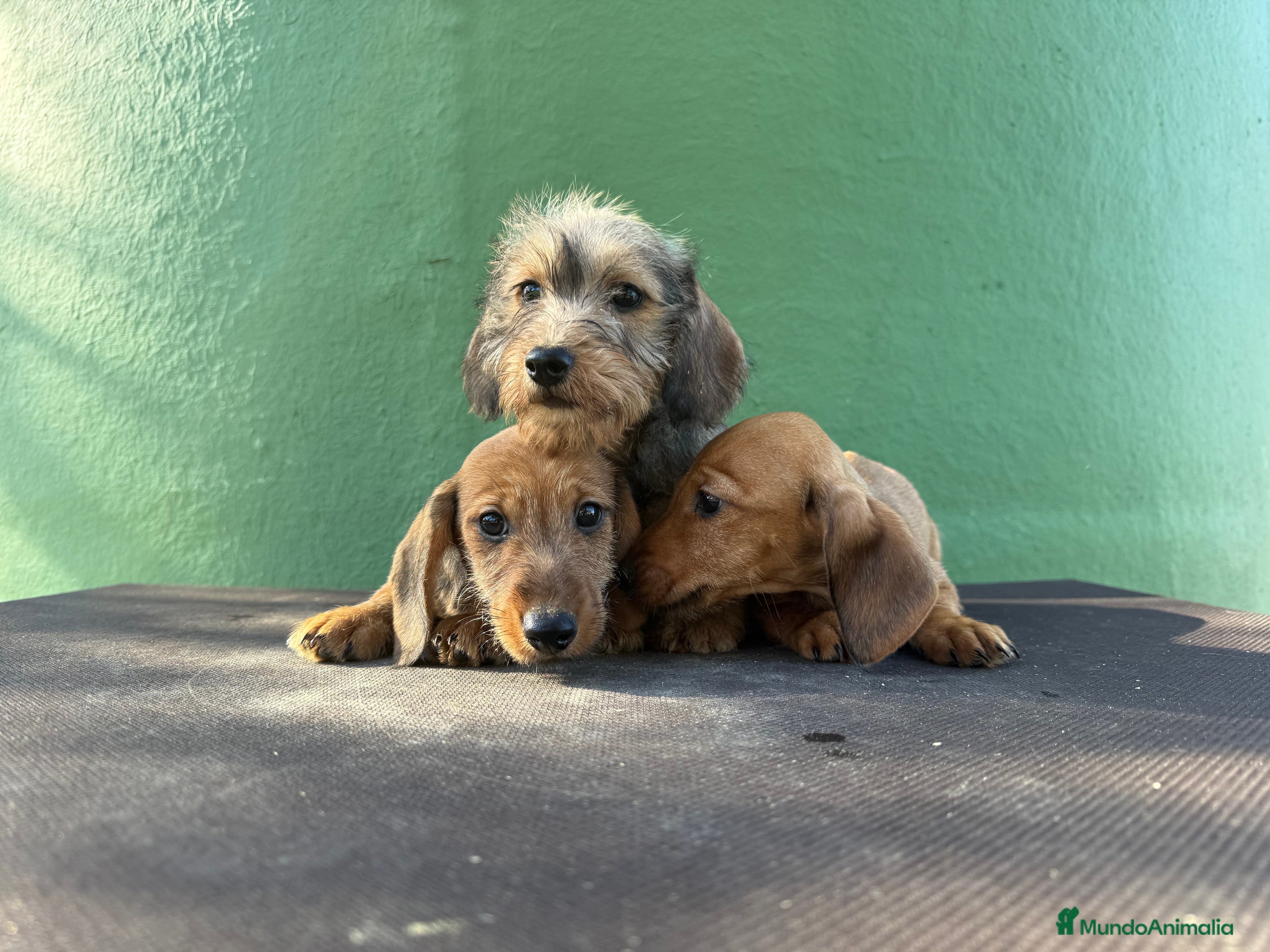 Teckel Miniatura perros Teckel miniatura pelo duro hoja seca  - Anuncio 2