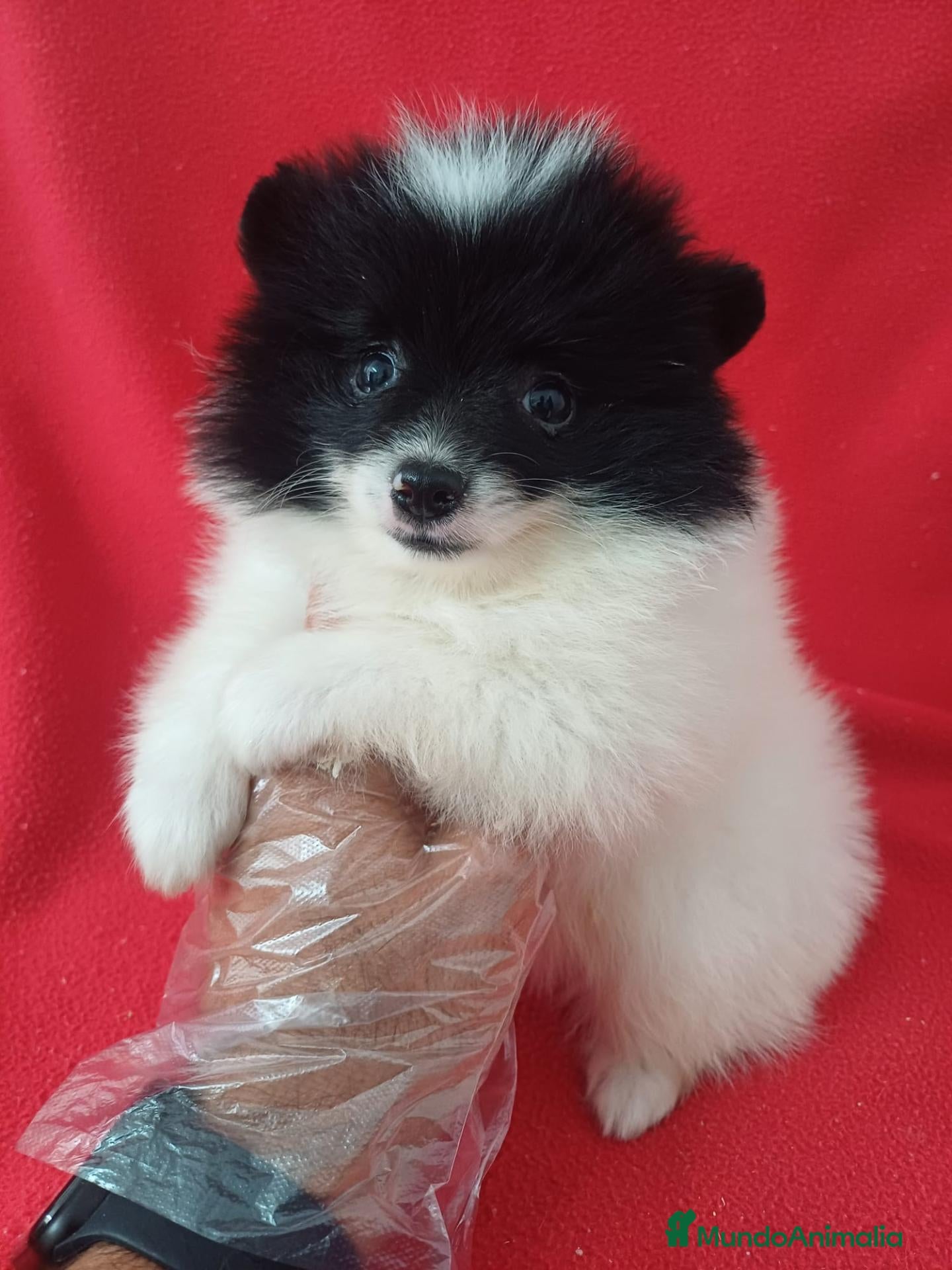 Pomerania perros Pomerania Panda  - Anuncio 1