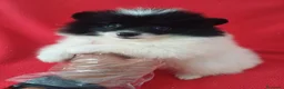 Pomerania perros en venta: Pomerania Panda  - Anuncio 1