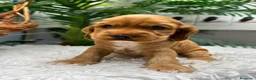 Cocker Spaniel Inglés perros en venta: COCKER HEMBRA  - Anuncio 14