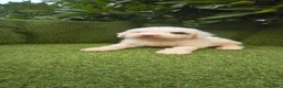 Perro de Agua Español perros en venta: preciosa camada perros agua  chocolates y blancos  - Anuncio 28