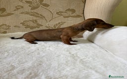 Teckel Miniatura perros en venta: Teckel miniatura varios colores  - Imagen 14