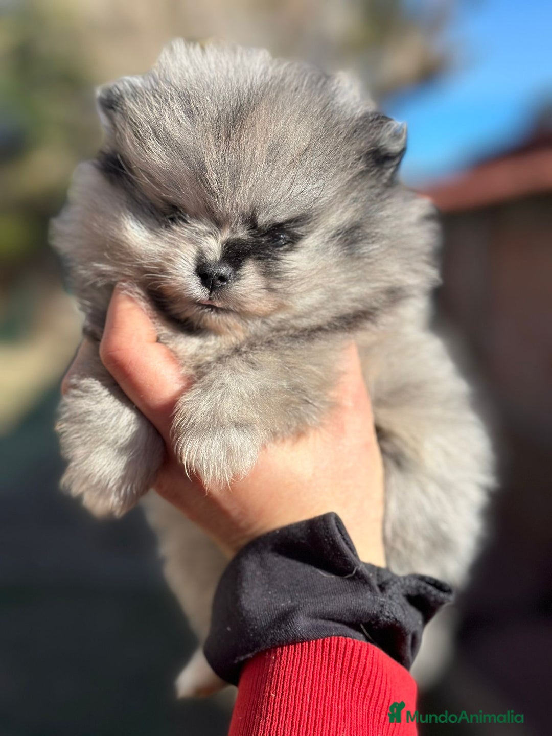 Pomerania perros en venta: Pomerania Minitoy cara oso Merle  - Anuncio 1