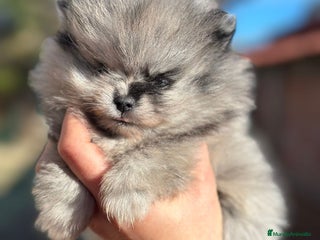 Pomerania perros Pomerania Minitoy cara oso Merle - Anuncio 1