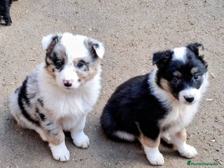 Border Collie perros Boder collie Getafe - Anuncio 6