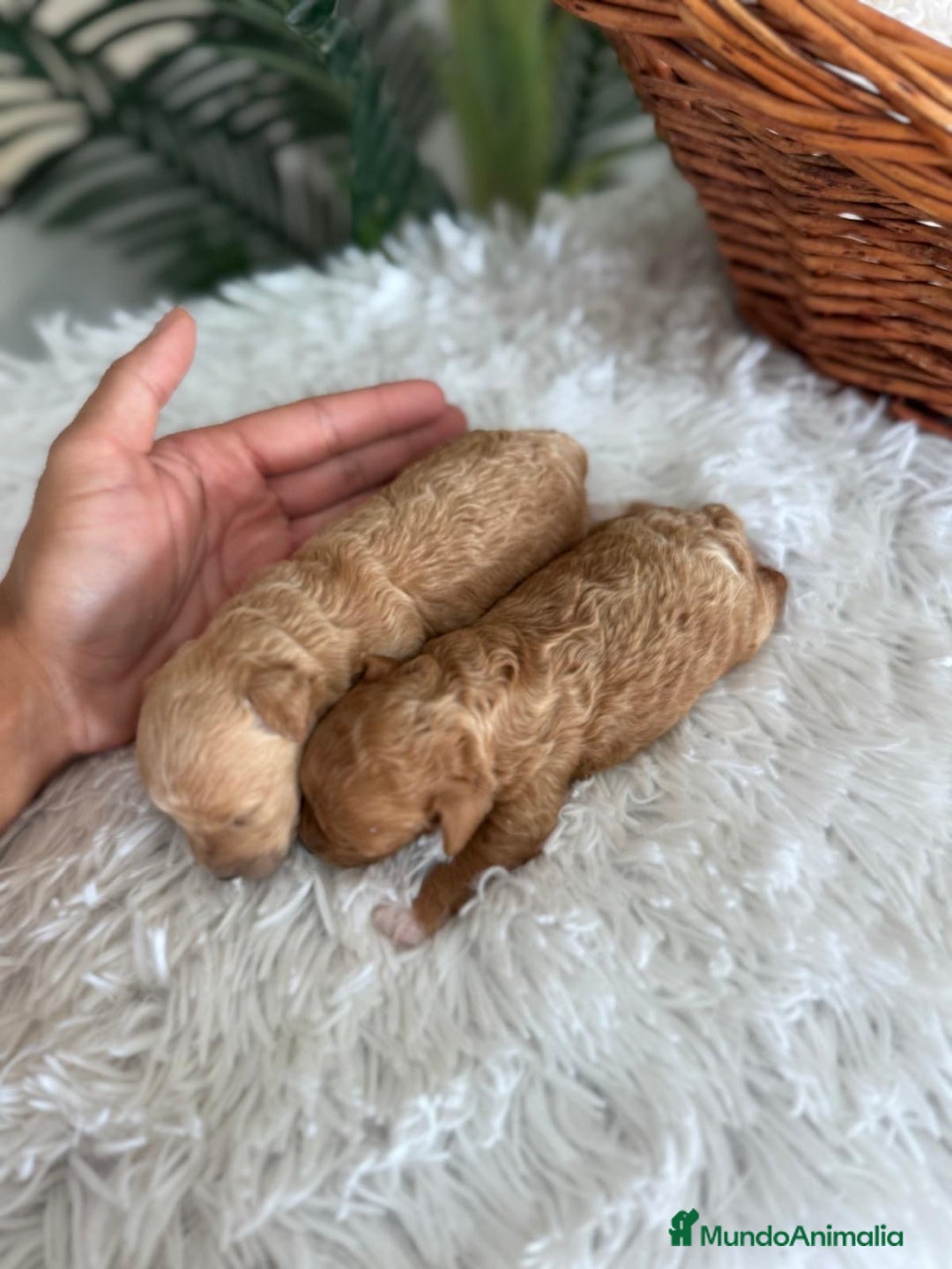 Caniche Toy perros en venta: CANICHE TOY HEMBRA - Imagen 8
