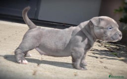 American Pit Bull Terrier perros en venta: AMERICAN PITBULL CRIADORES !! - Imagen 3