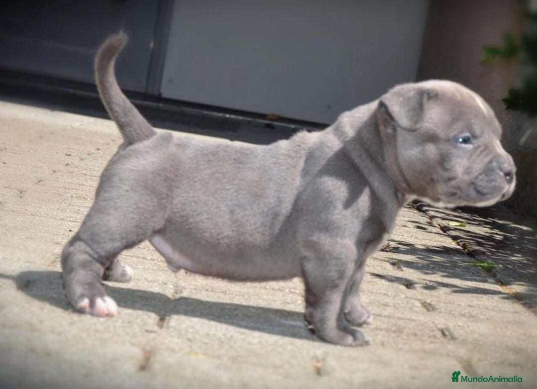 American Pit Bull Terrier perros en venta: AMERICAN PITBULL CRIADORES !! - Imagen 3