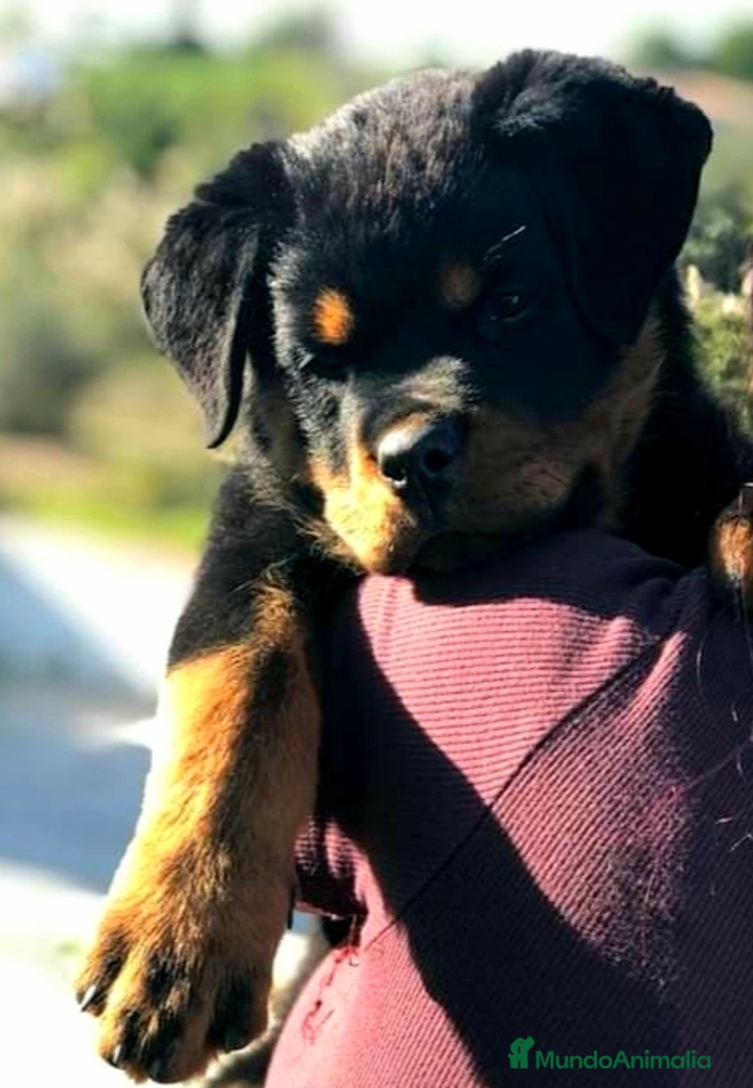 Rottweiler perros en venta: ROTTWEILER - Anuncio 8