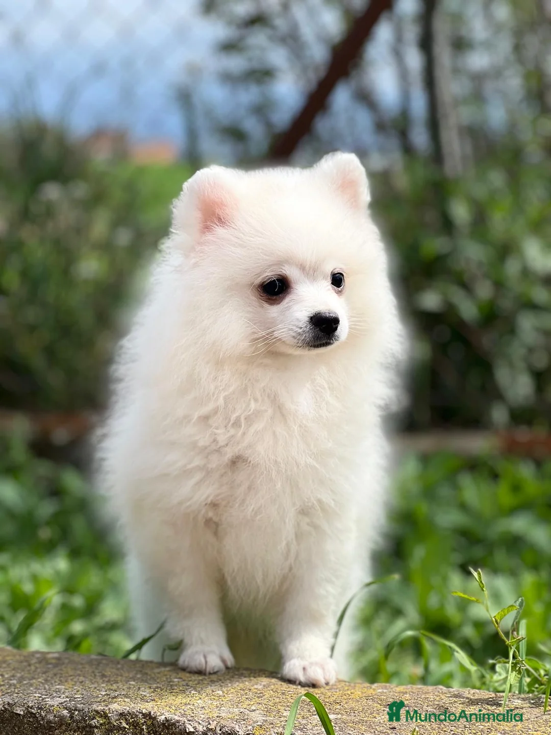 Pomerania perros en venta: POMERANIA HEMBRA DISPONIBLE en Barcelona - Anuncio 2