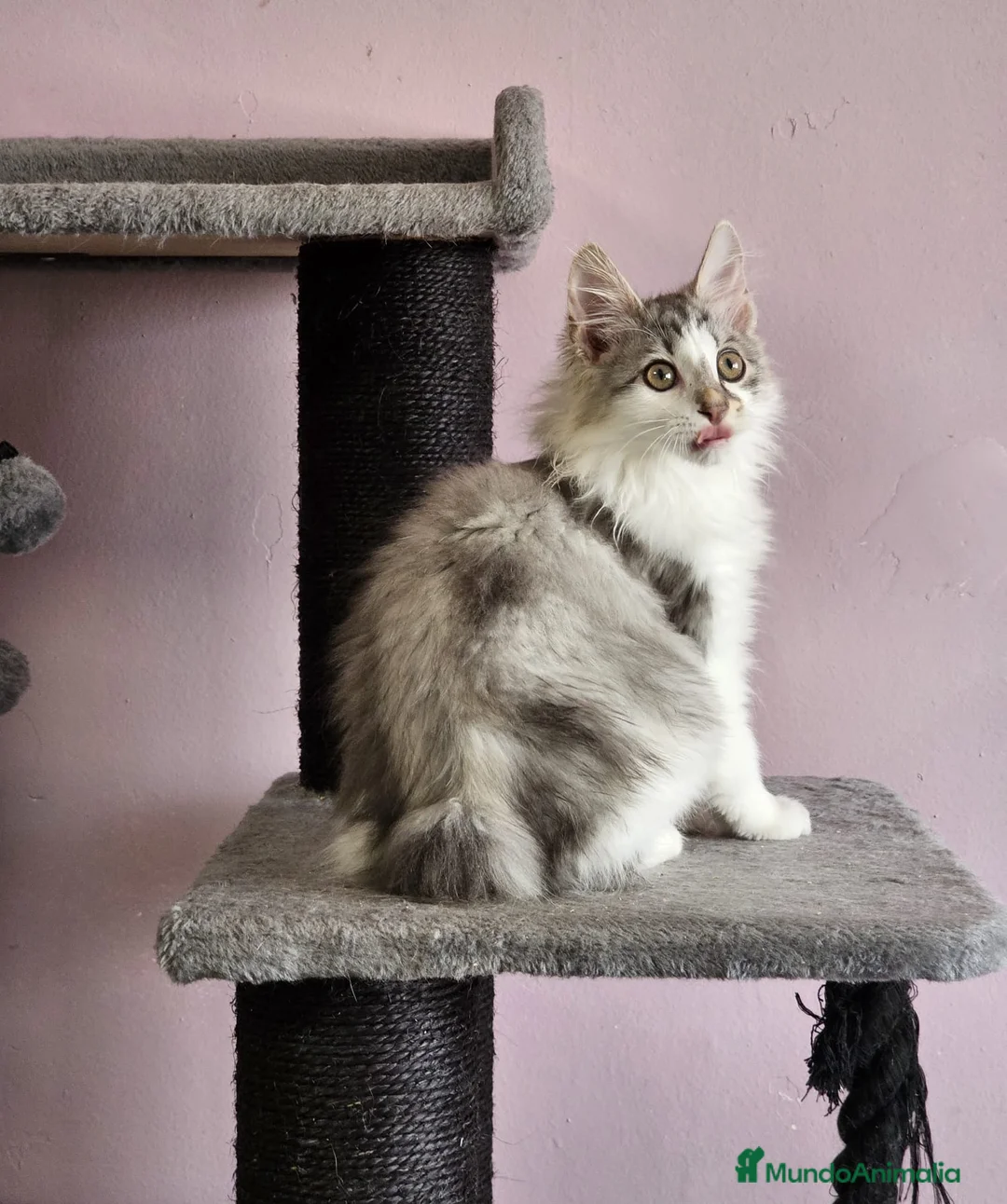 Kurilean Bobtail de Pelo Largo gatos en venta: Kurilian Macho - Anuncio 3