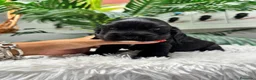 Cocker Spaniel Inglés perros en venta: COCKER DPANIEL INGLÉS  - Anuncio 7