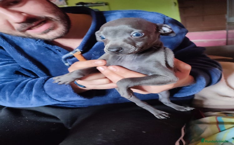 Pequeño Lebrel Italiano perros - Anuncio 8