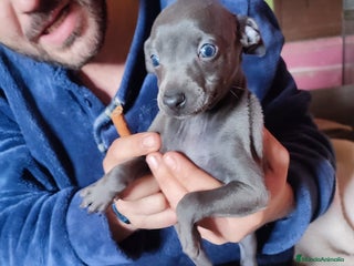 Pequeño Lebrel Italiano perros - Anuncio 10