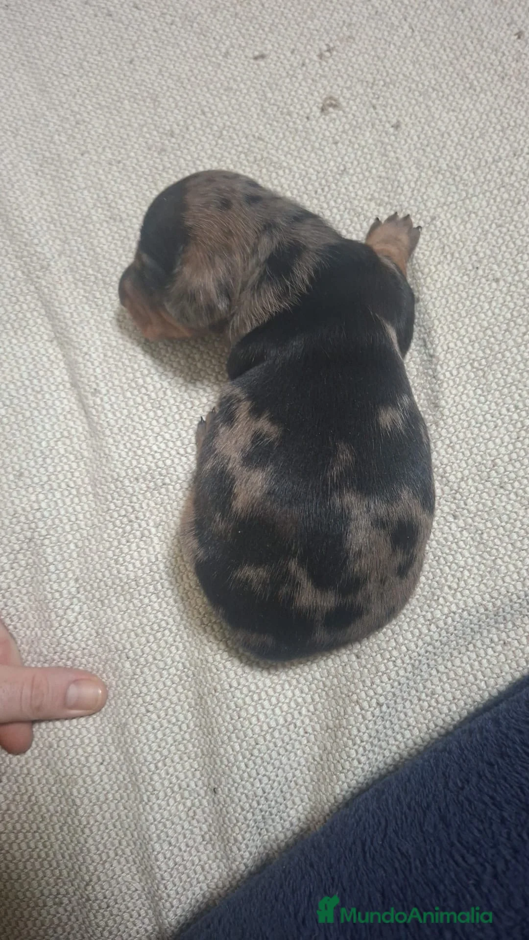 Teckel Miniatura perros en venta: Los tesoros de la Lola - Anuncio 2