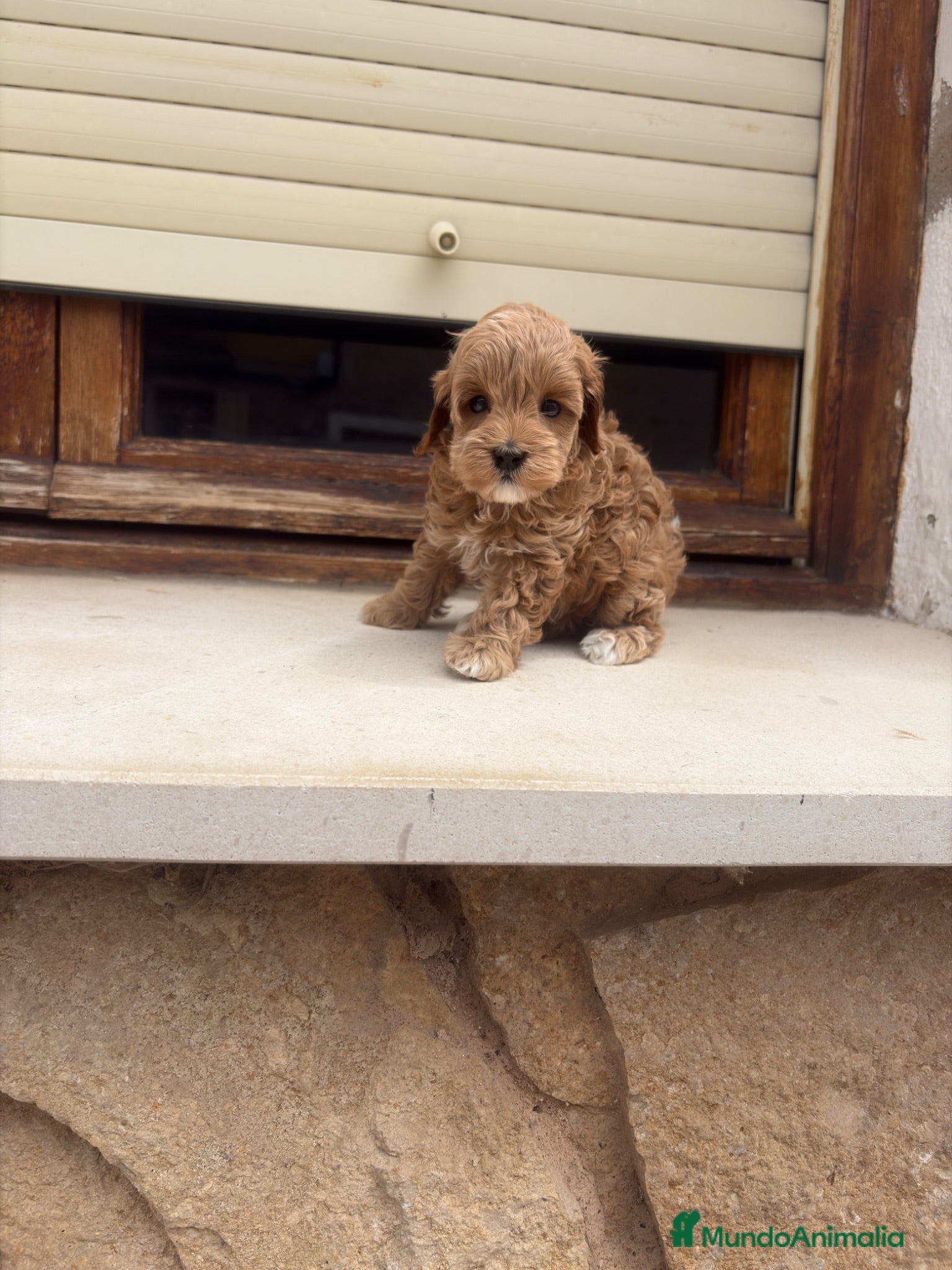 Maltipoo perros Maltipoo - Anuncio 2