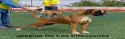 Boxer perros en venta: Boxer Disponibles  - Anuncio 1