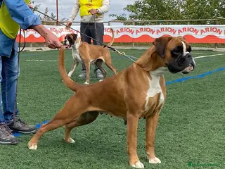 Boxer perros Boxer Disponibles - Anuncio 1