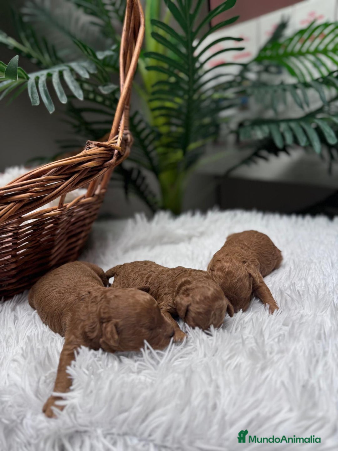 Caniche Toy perros en venta: CANICHE ROJO - Anuncio 12