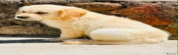 Golden Retriever perros en venta: Golden retriever  - Anuncio 7