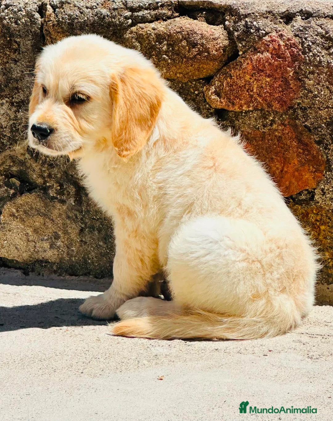 Golden Retriever perros en venta: Golden retriever  - Anuncio 7