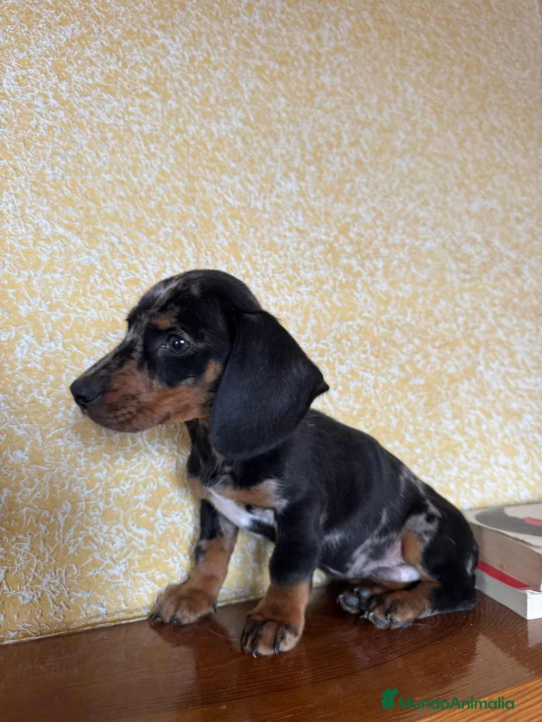 Teckel Miniatura perros en venta: Teckel Mini arlequín  - Anuncio 7