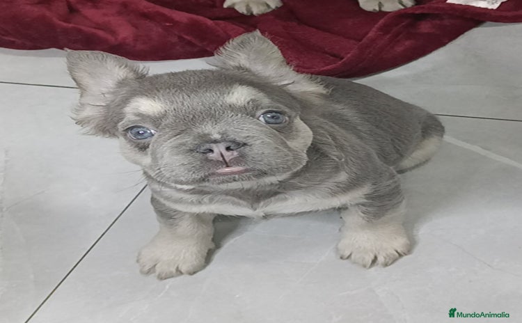 Bulldog Francés perros - Anuncio 1