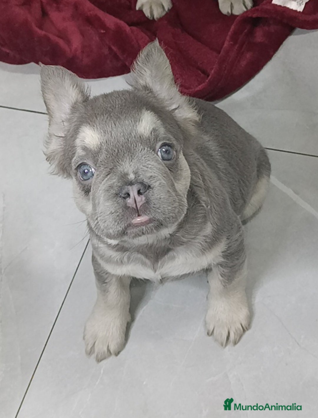 Bulldog Francés perros en venta: Bulldog francés fluffys Big rope Isabellas - Imagen 1