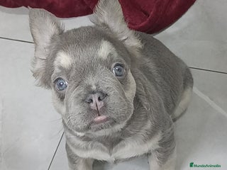 Bulldog Francés perros - Anuncio 22