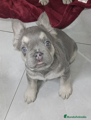 Bulldog Francés perros - Anuncio 17