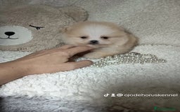 Pomerania perros en venta: Pomerania ositos ✨⭐ - Imagen 2