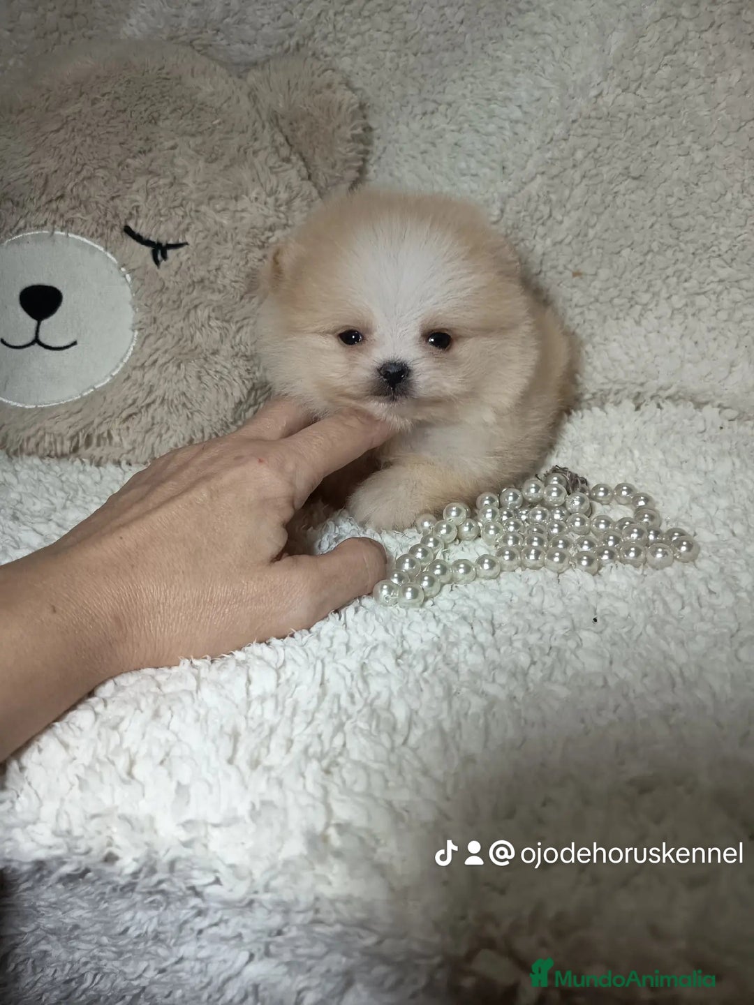 Pomerania perros en venta: Pomerania ositos ✨⭐ - Imagen 2