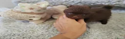 Pomchi perros en venta: Pomchi macho - Anuncio 5