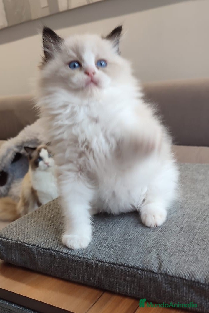 Ragdoll gatos Gatitos Ragdoll - Anuncio 2