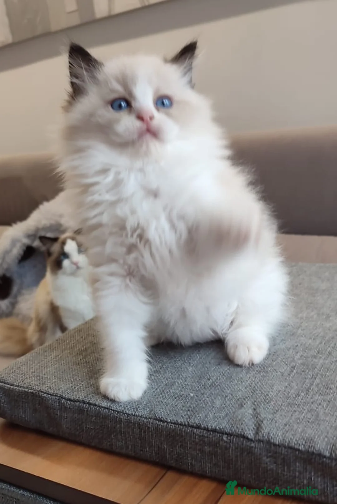 Ragdoll gatos en venta: Gatitos Ragdoll - Anuncio 2