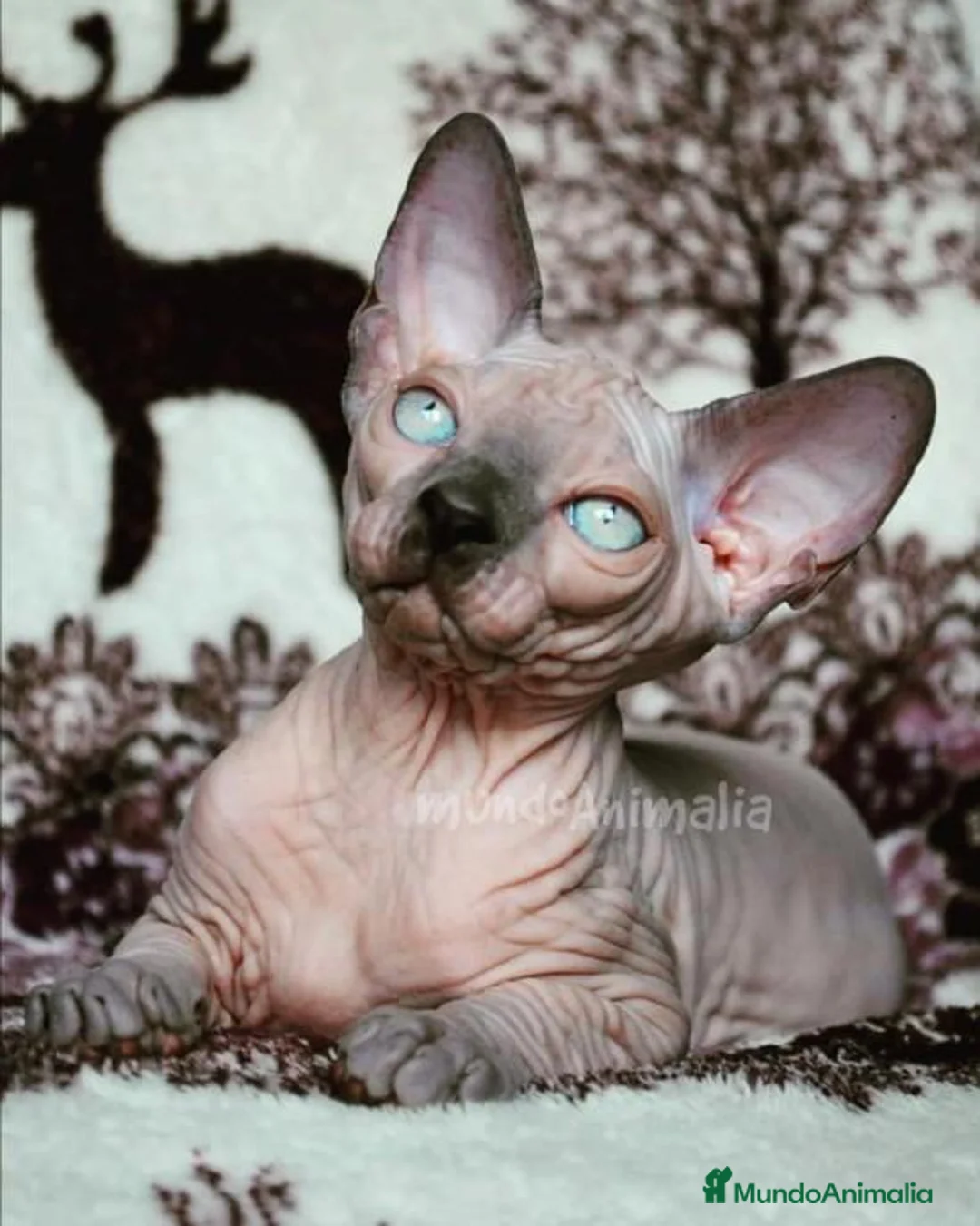 Imagen de galería {{count}}