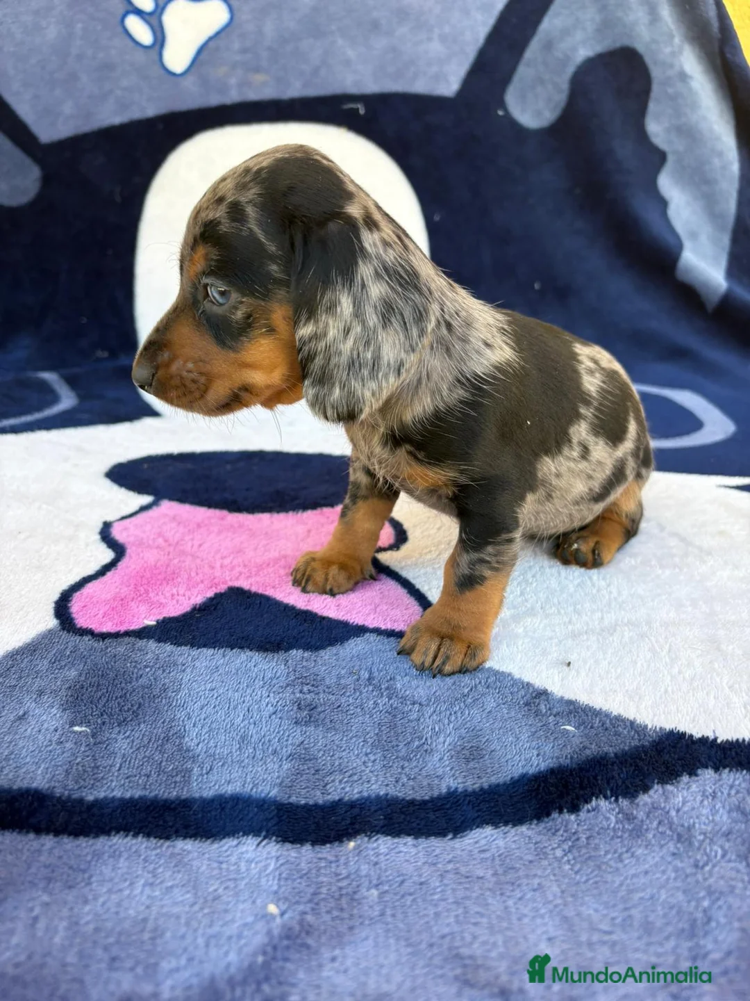 Teckel Miniatura perros en venta: Cachorros de Teckel Miniatura  - Anuncio 7