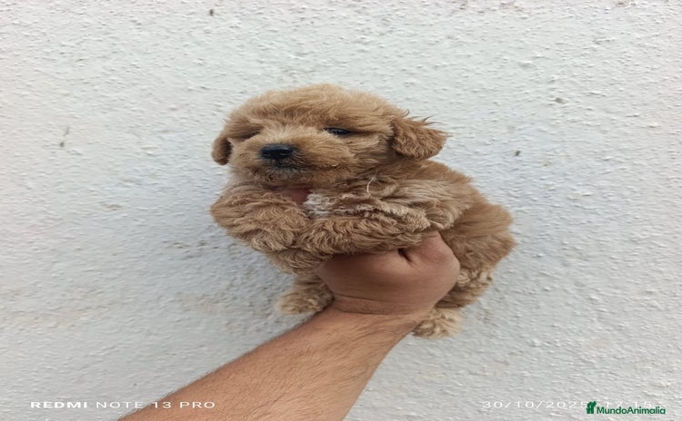 Maltipoo perros - Anuncio 12