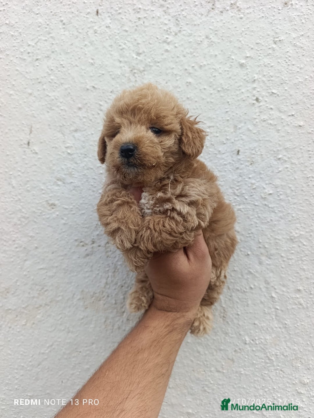 Maltipoo perros en venta: MALTIPOO MALTIPOO MALTIPOO MALTIPOO MALTIPOO - Imagen 1