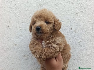 Maltipoo perros - Anuncio 1